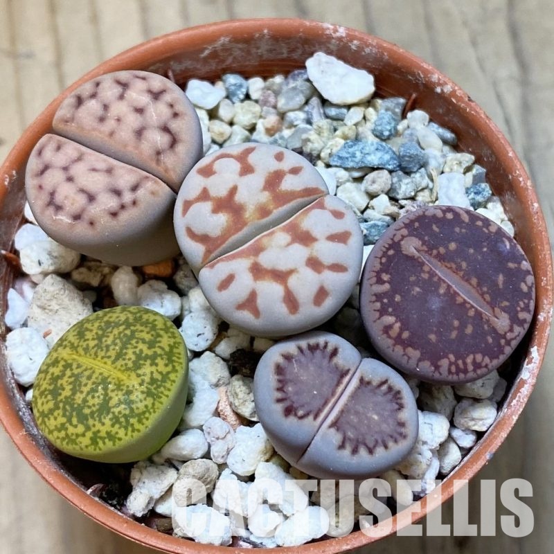 SH34557 Lithops mix