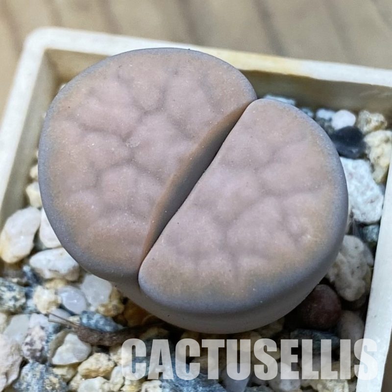 SH34586 Lithops karasmontana v. opalina
