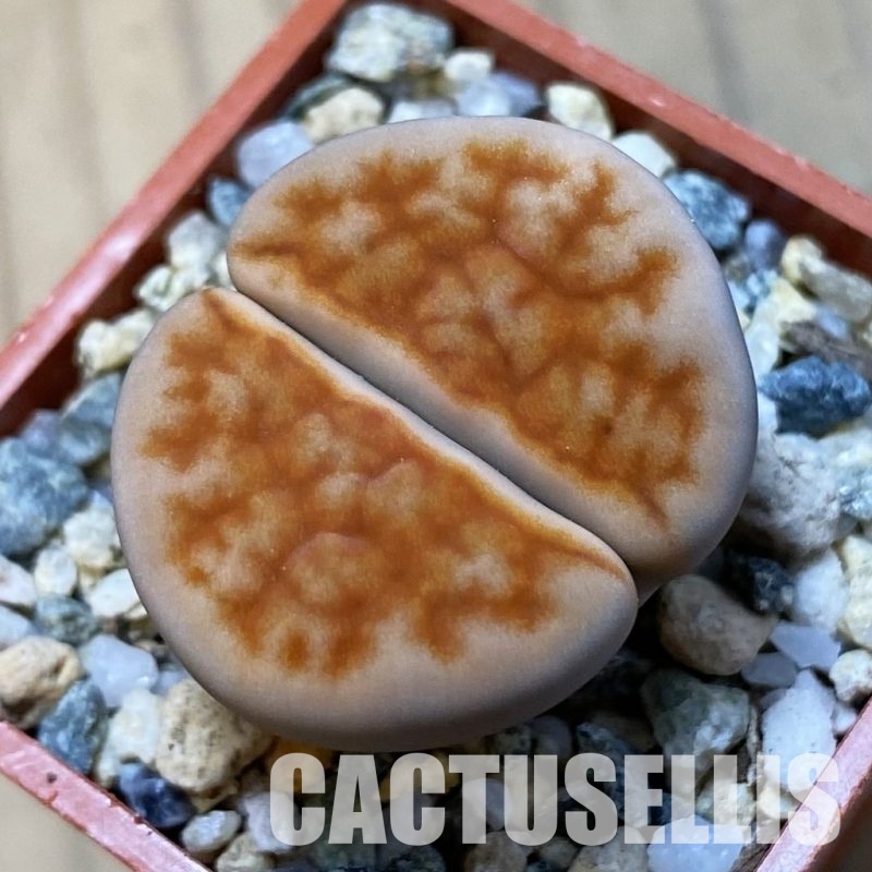 SH34587 Lithops karasmontana -Grunau-
