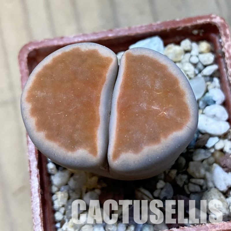 SH34588 Lithops karasmontana v. lateritia