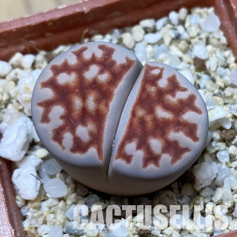 SH34589 Lithops karasmontana 'Top Red'