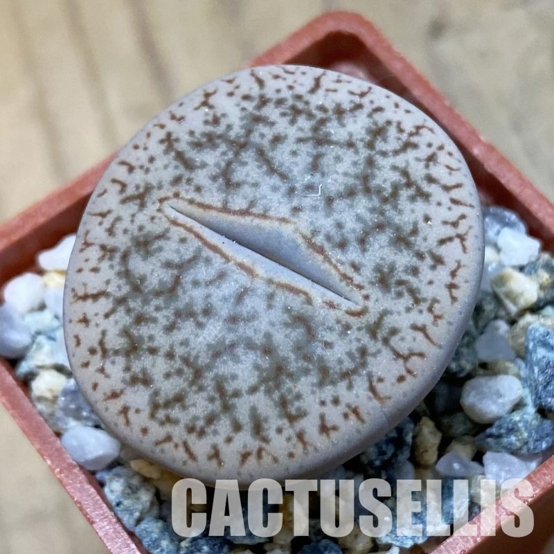 SH34592 Lithops pseudotruncatella