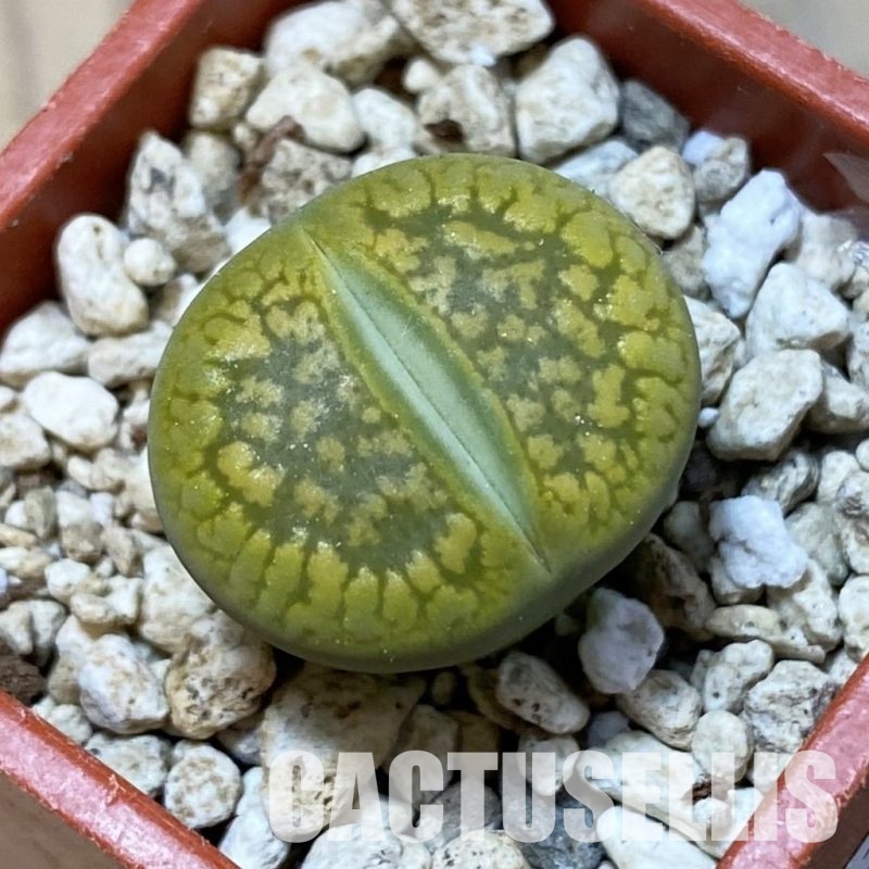 SH34593 Lithops aucampiae 'Jackson's Jade'