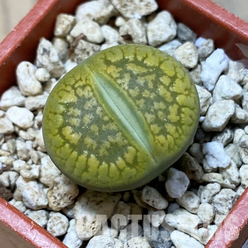 SH34593 Lithops aucampiae 'Jackson's Jade'