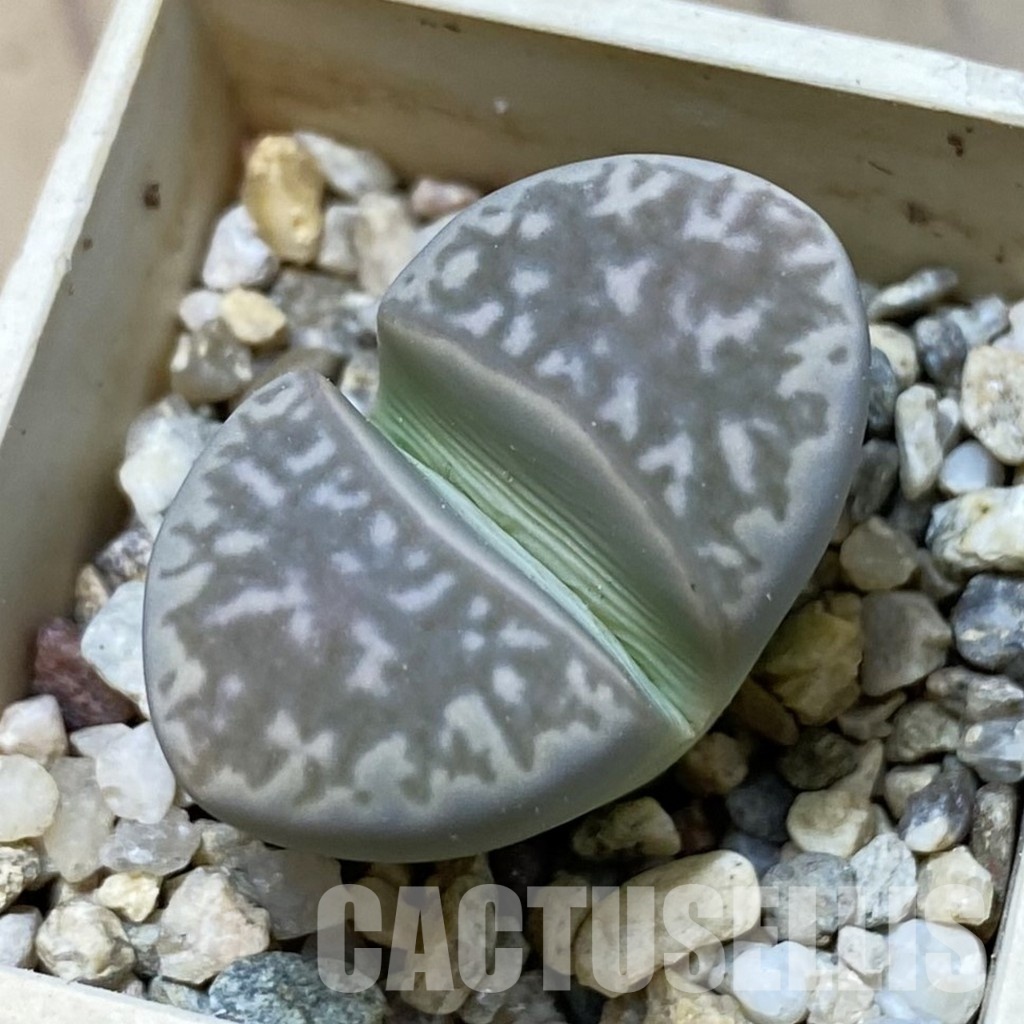 SH34594 Lithops marmorata v. framesii