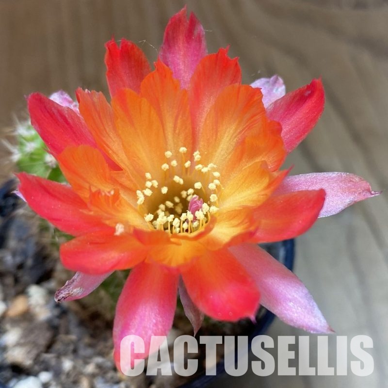 SH34649 Chamaecereus hybrid PAN 17.8.8