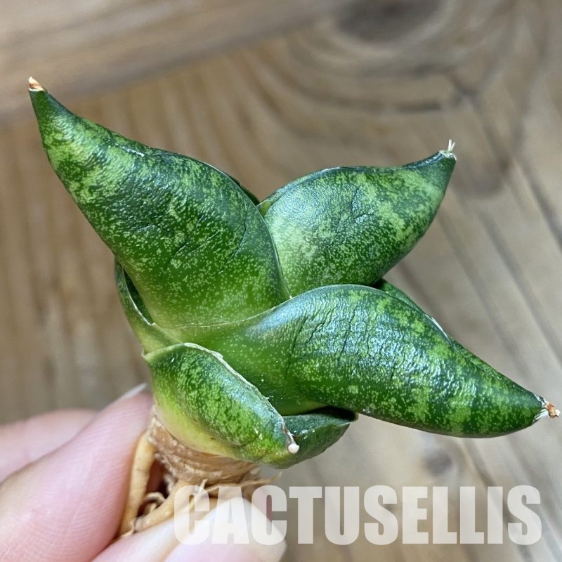 SH34680 Sansevieria ‘Pumpui’