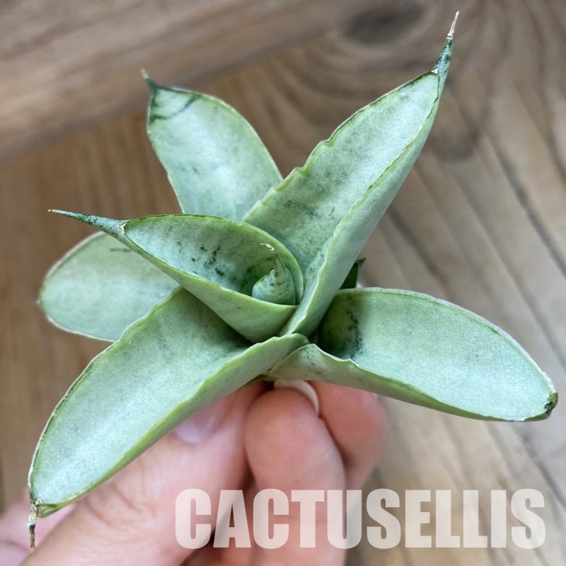 SH34681 Sansevieria ‘Alice'