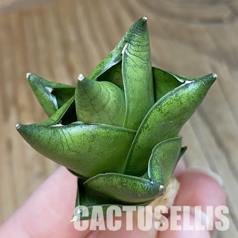 SH34682 Sansevieria ‘Green Ant'