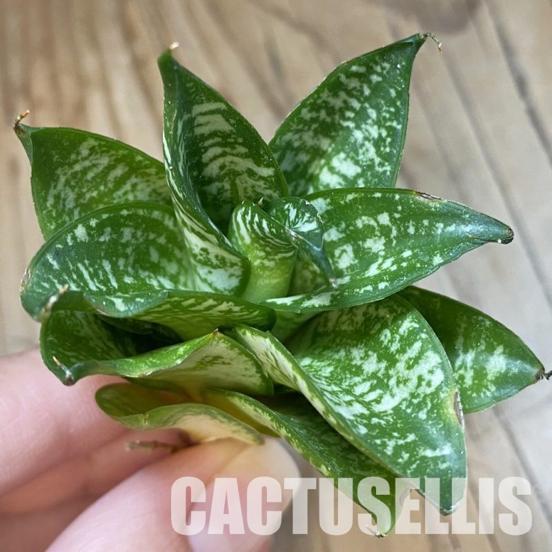 SH34683 Sansevieria 'Ehrendel'