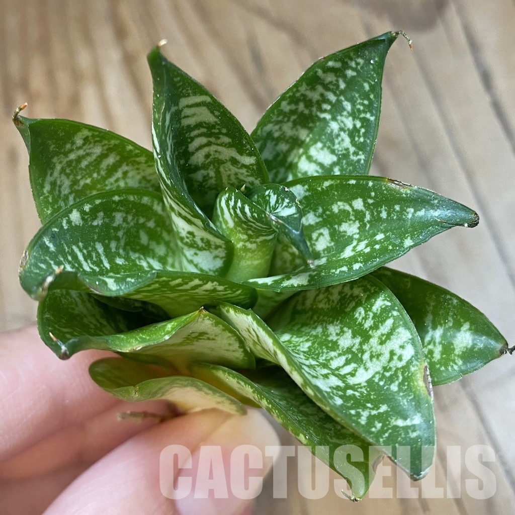 SH34683 Sansevieria 'Ehrendel'