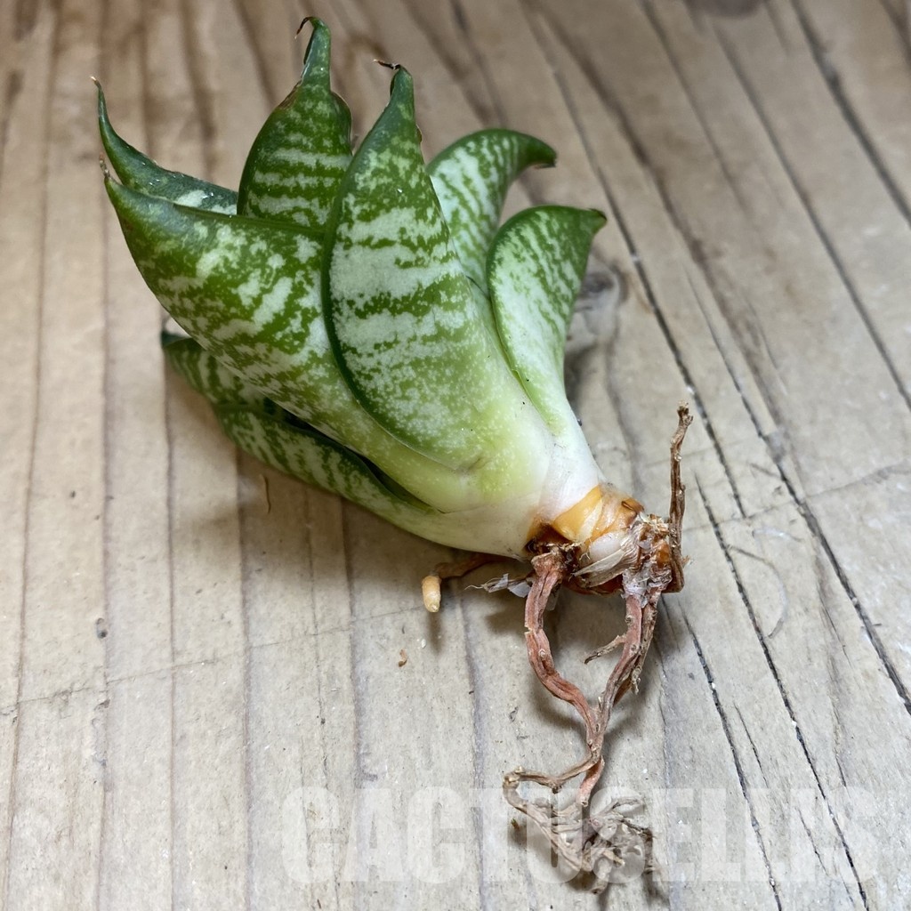 SH34683 Sansevieria 'Ehrendel' - Image 2