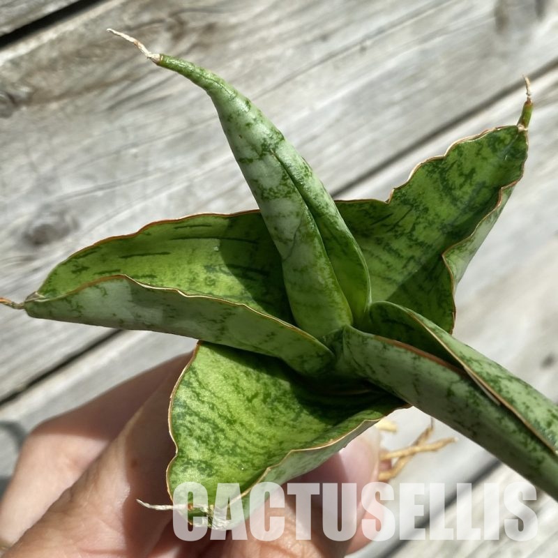 SH34653 Sansevieria ‘White Rhino’