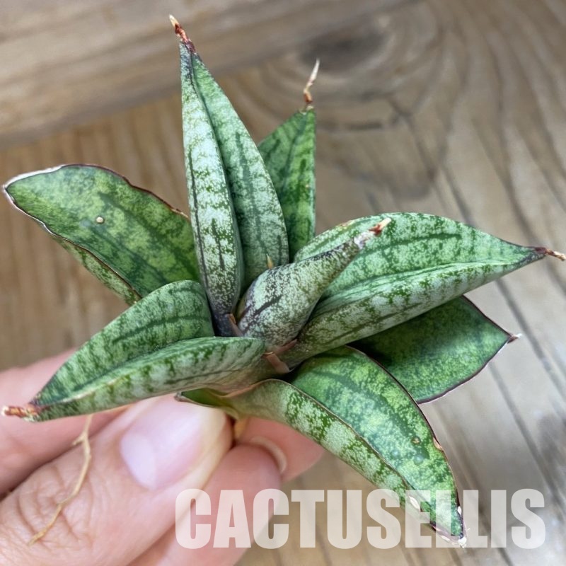 SH34686 Sansevieria ‘Lavender Lady’