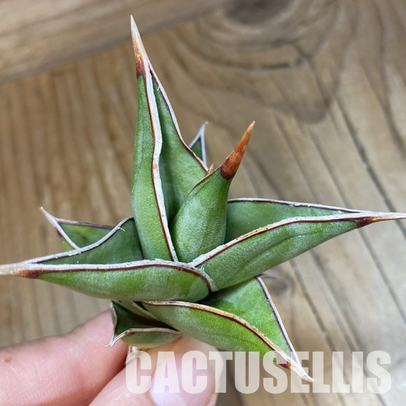 SH34687 Sansevieria ‘Pinguicula’