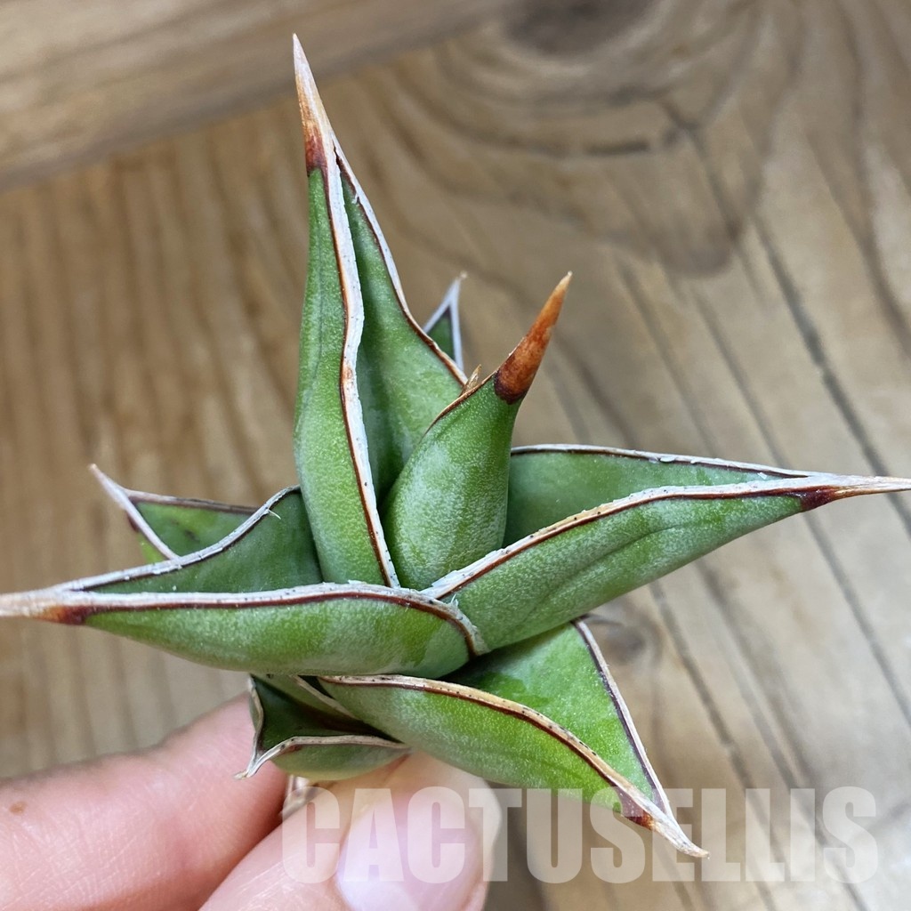 SH34687 Sansevieria ‘Pinguicula’