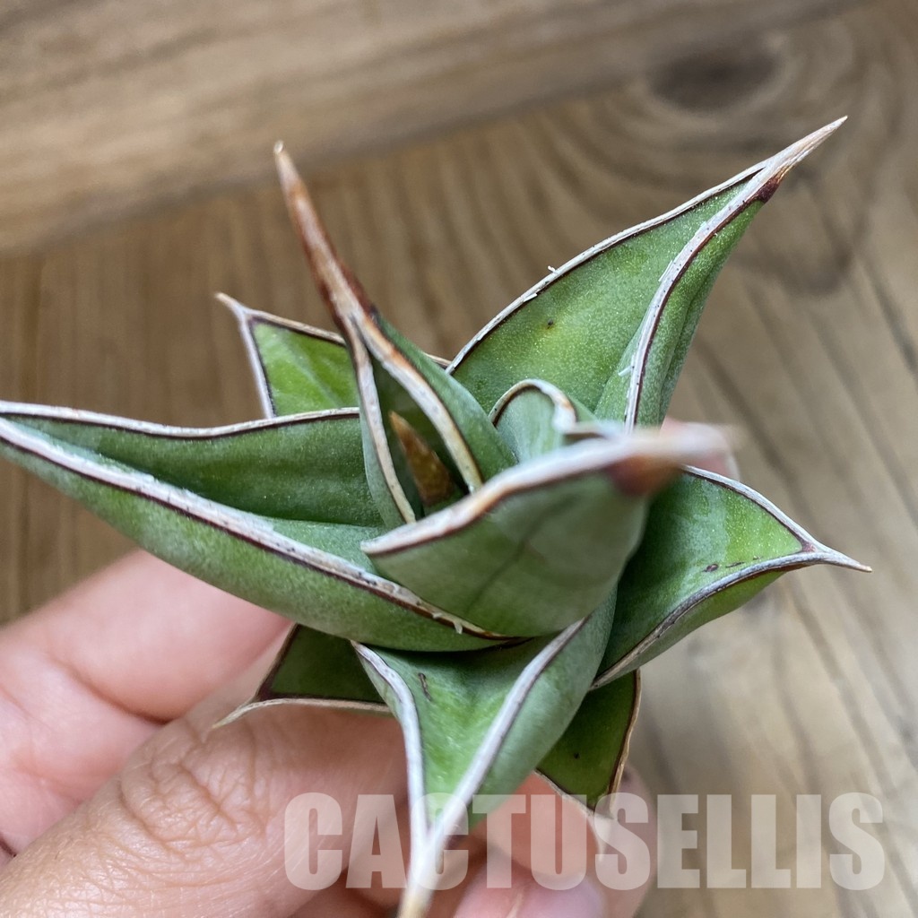 SH34687 Sansevieria ‘Pinguicula’ - Image 2