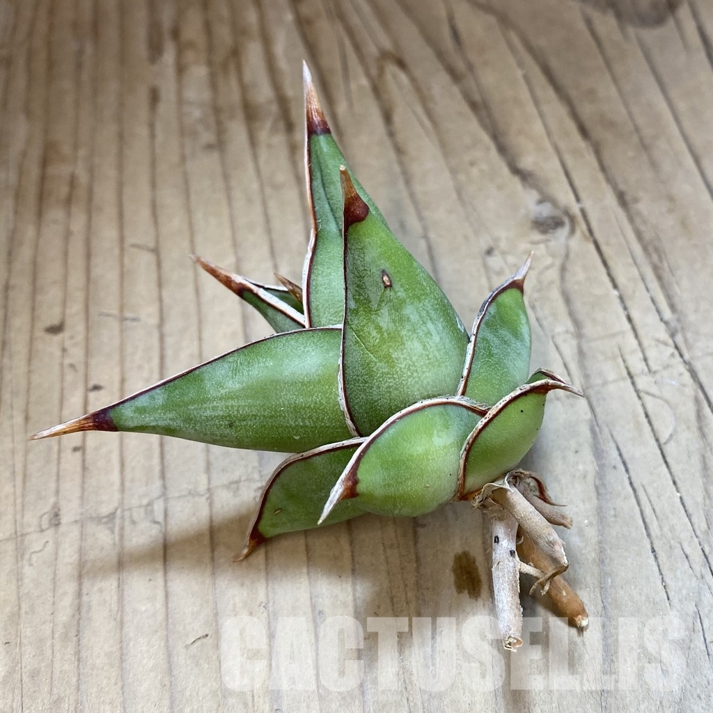 SH34687 Sansevieria ‘Pinguicula’ - Image 3