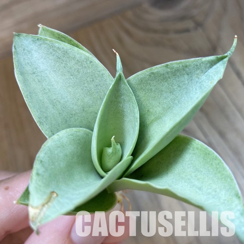 SH34688 Sansevieria 'Marshmallow'
