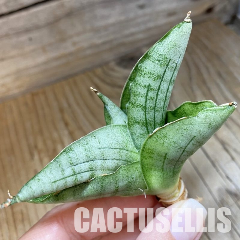 SH34689 Sansevieria ‘Rugby’