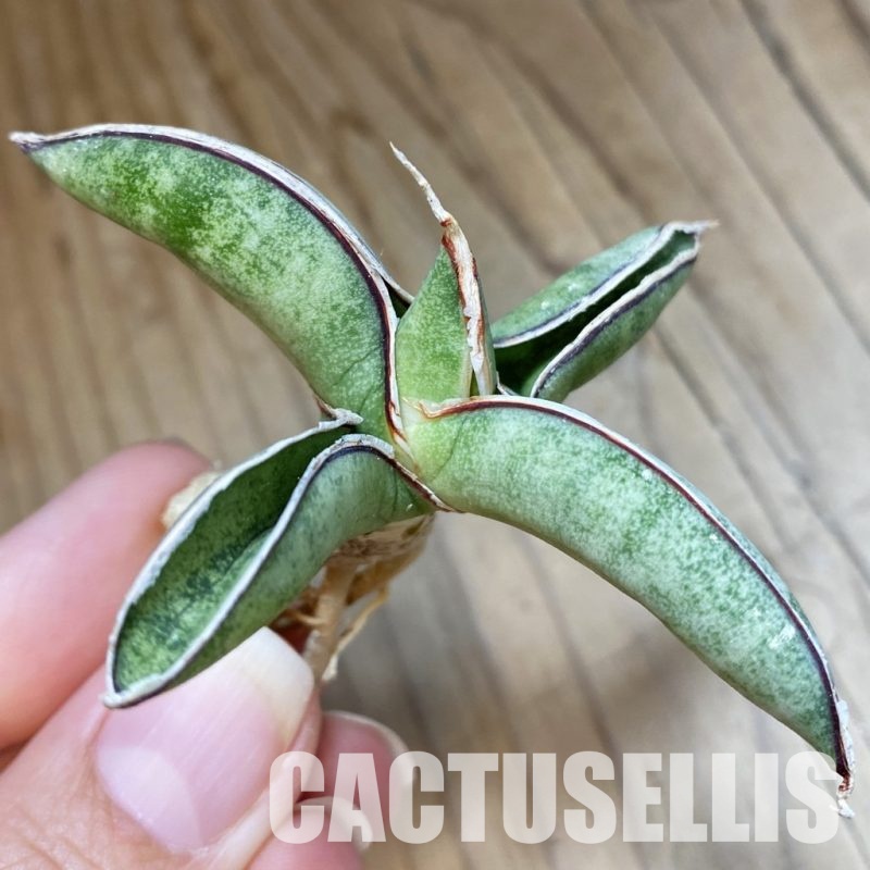 SH34690 Sansevieria 'Eilensis'