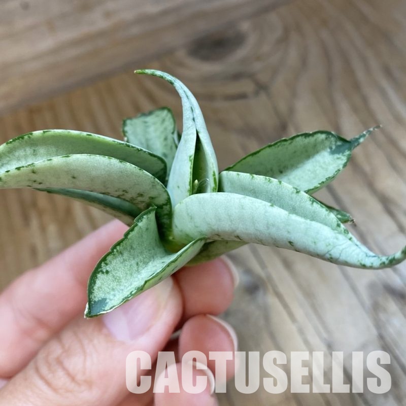 SH34692 Sansevieria 'White Lion'