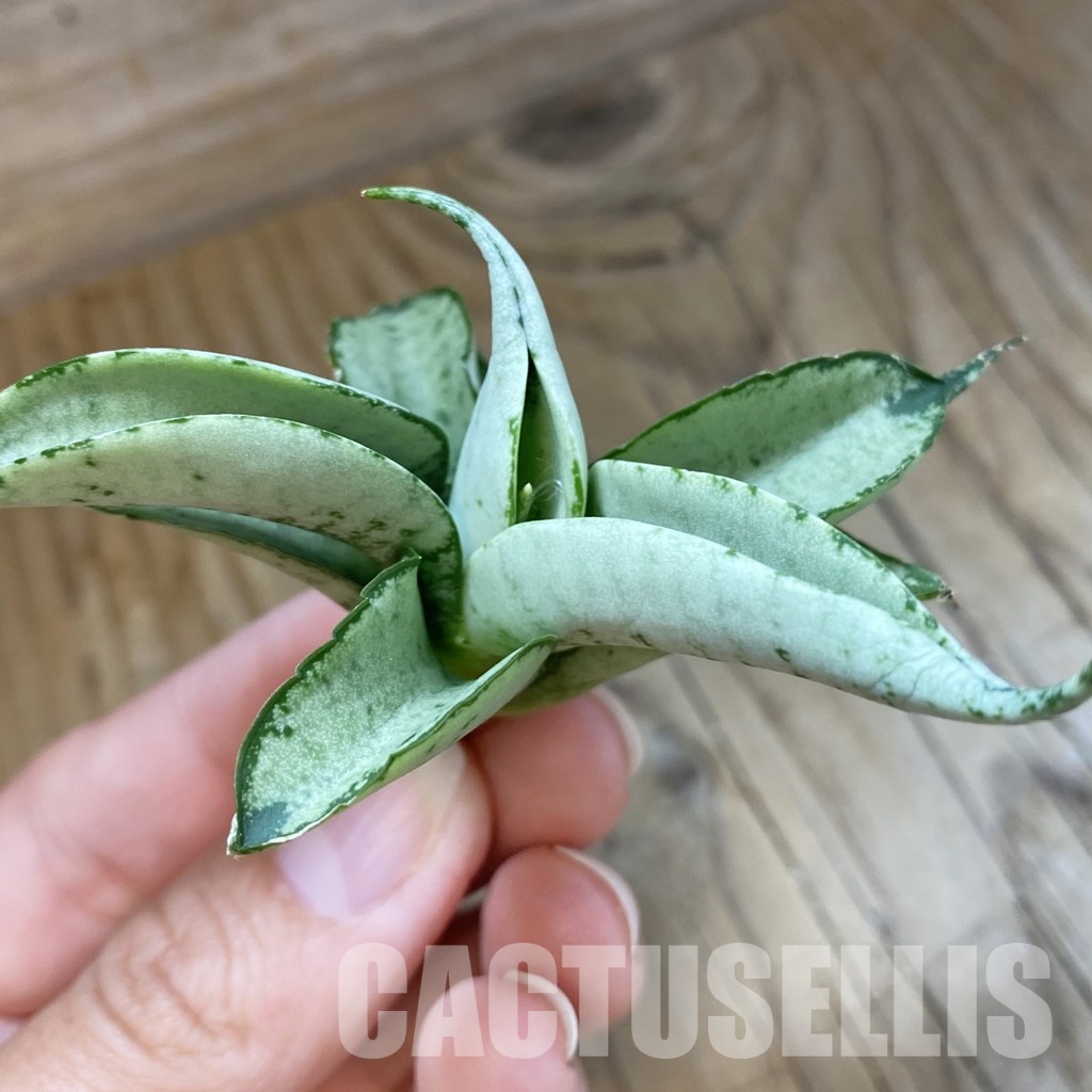 SH34692 Sansevieria 'White Lion'
