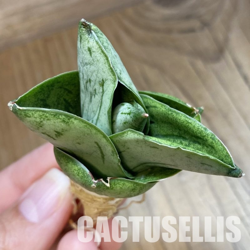SH34693 Sansevieria 'Big Ball'