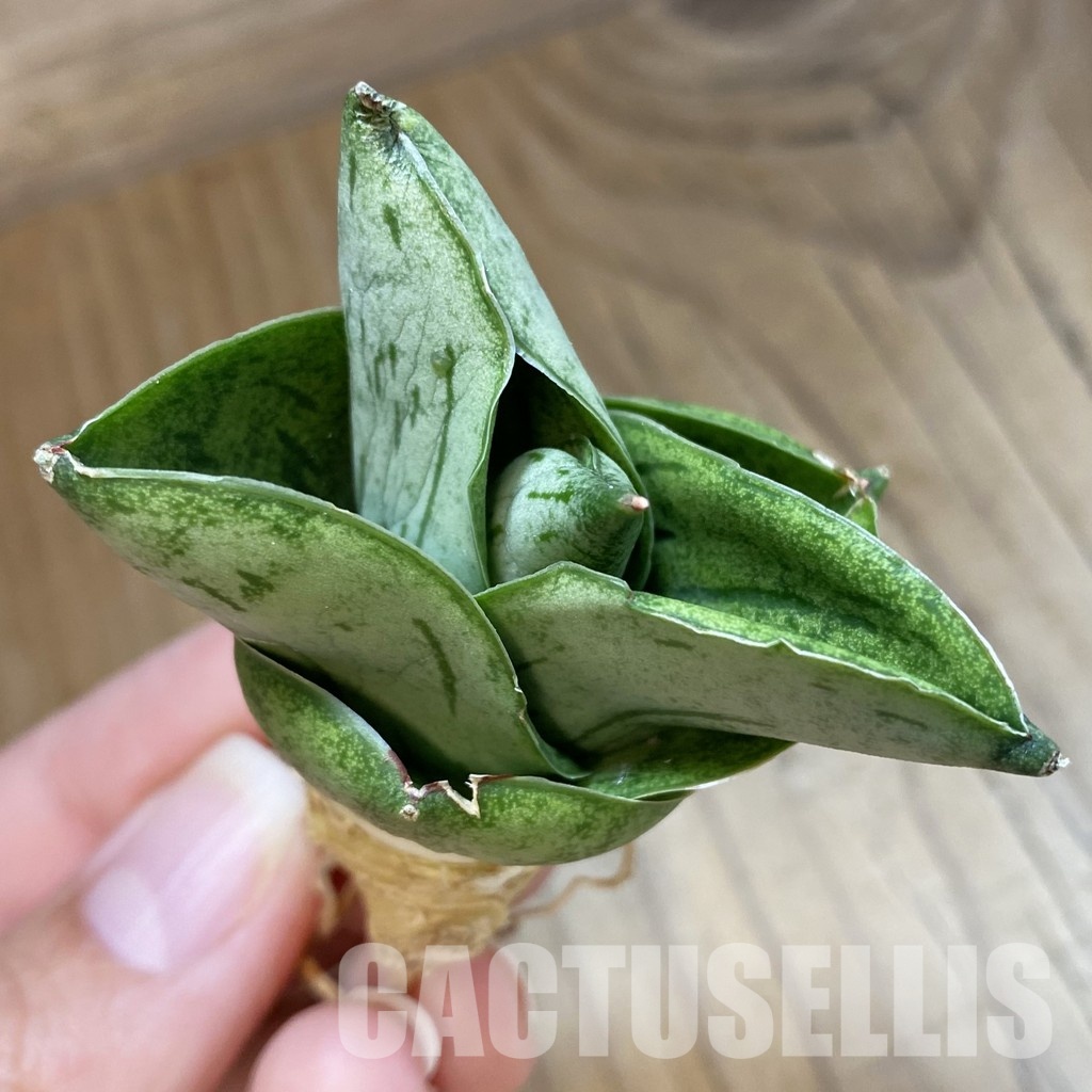 SH34693 Sansevieria 'Big Ball'