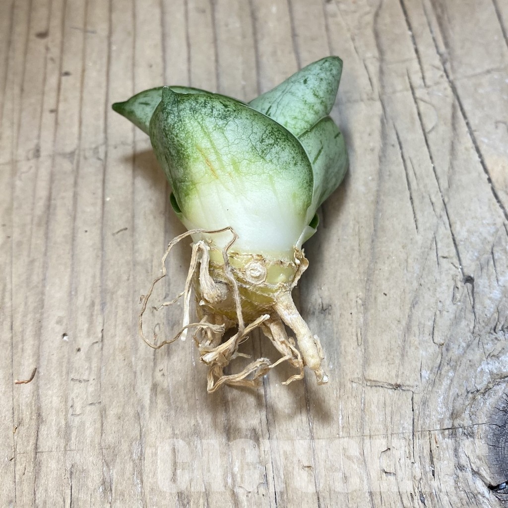 SH34693 Sansevieria 'Big Ball' - Image 2