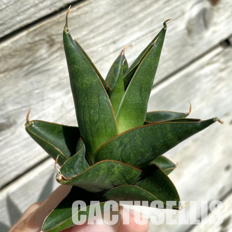 SH34654 Sansevieria ‘Nilakan’