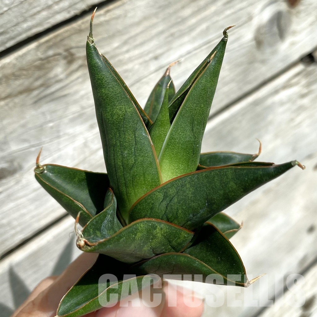 SH34654 Sansevieria ‘Nilakan’