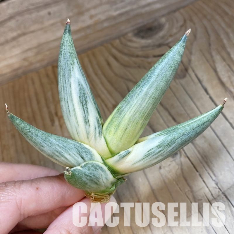 SH34695 Sansevieria 'Yuki Onna' f. variegata