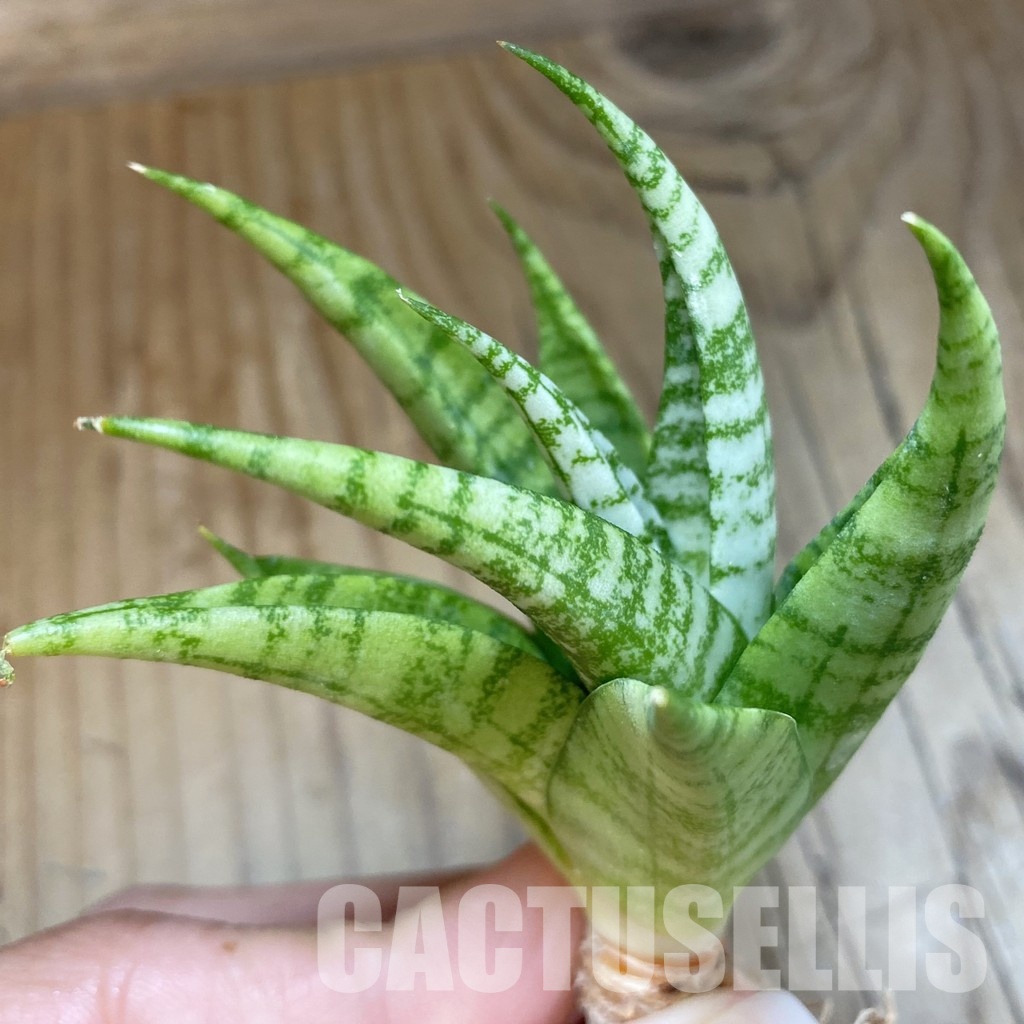 SH34696 Sansevieria ‘Momo’
