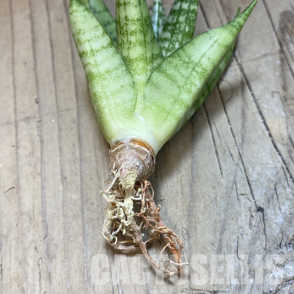SH34696 Sansevieria ‘Momo’ - Image 2