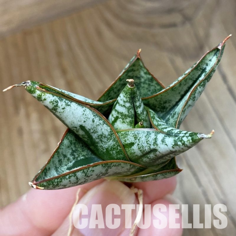 SH34697 Sansevieria ‘Nillaphat'