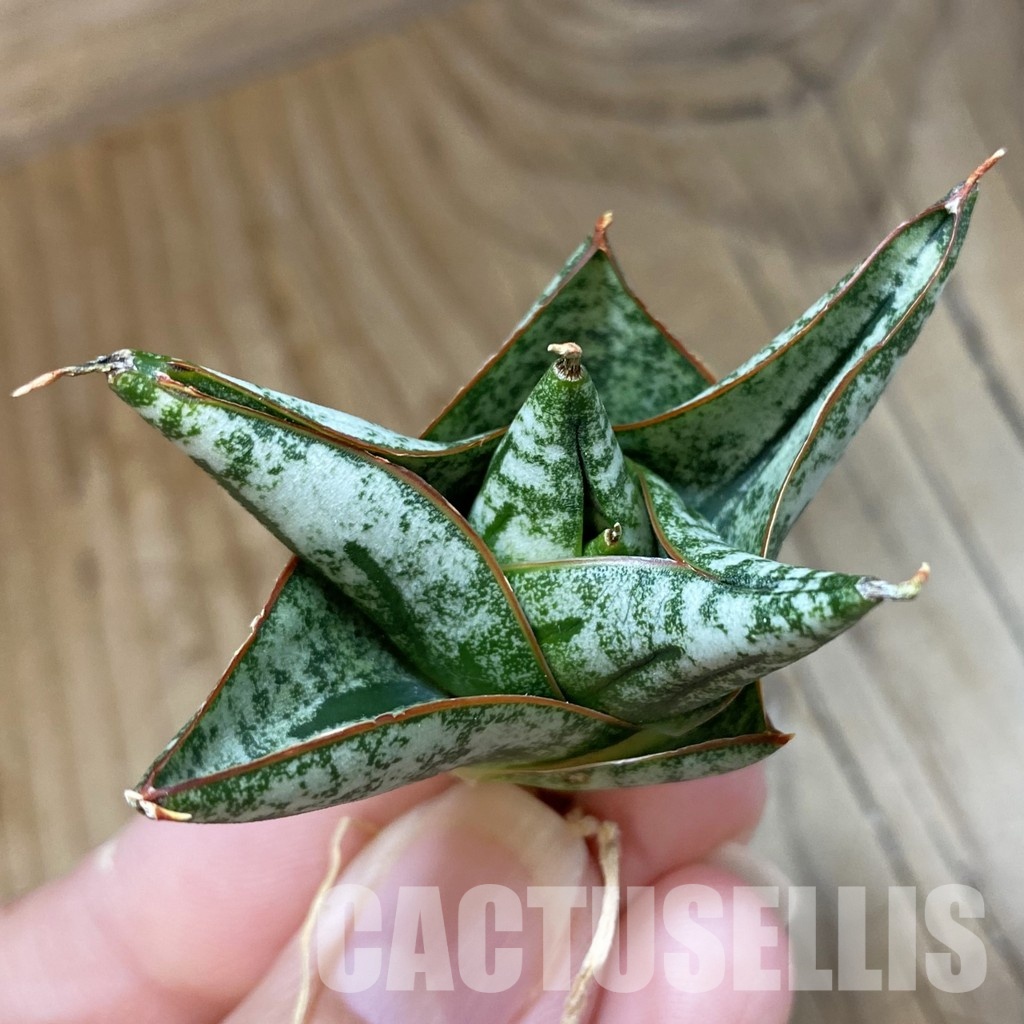 SH34697 Sansevieria ‘Nillaphat'