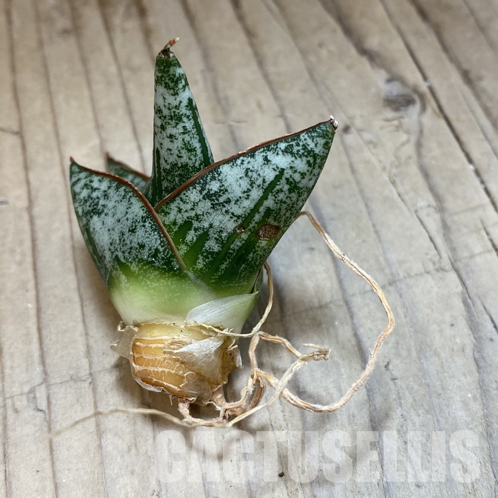 SH34697 Sansevieria ‘Nillaphat' - Image 2