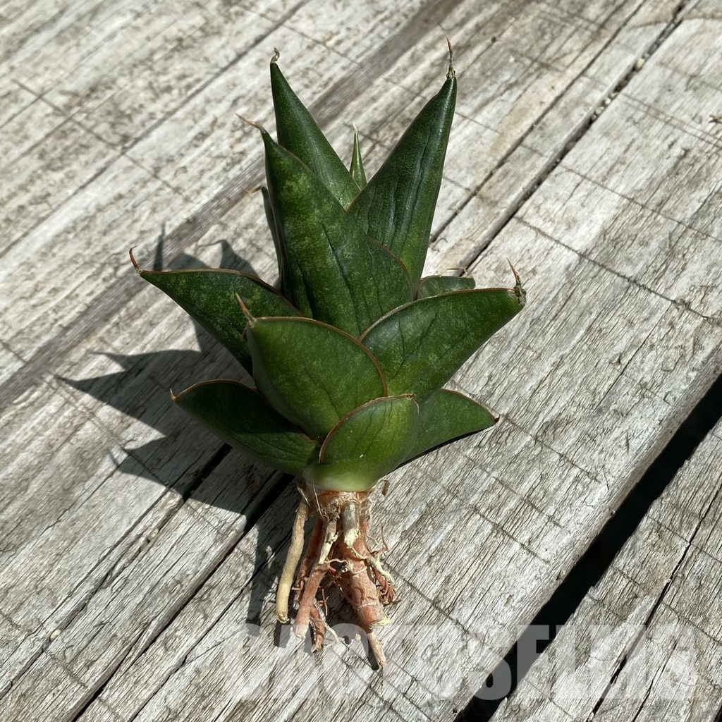 SH34654 Sansevieria ‘Nilakan’ - Image 2