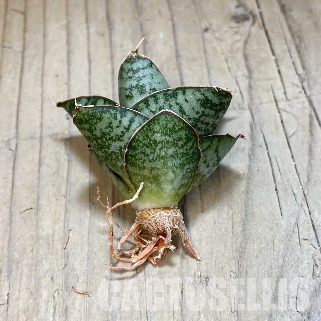 SH34698 Sansevieria ‘Kaisar’ - Image 2
