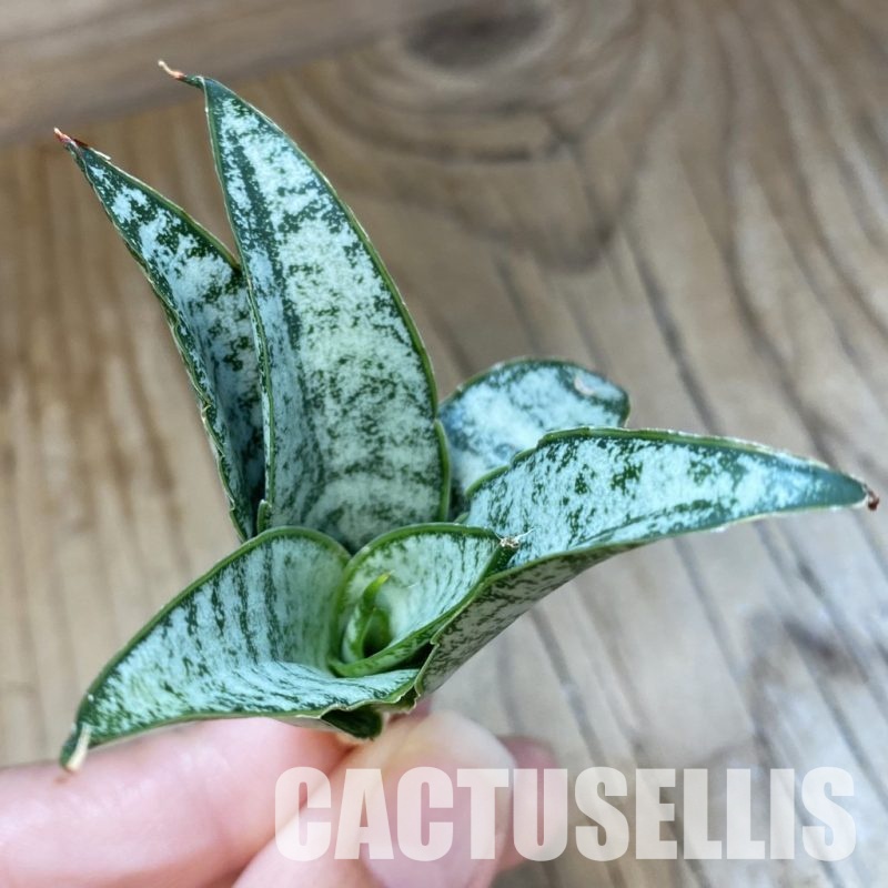 SH34699 Sansevieria ‘Tabby'