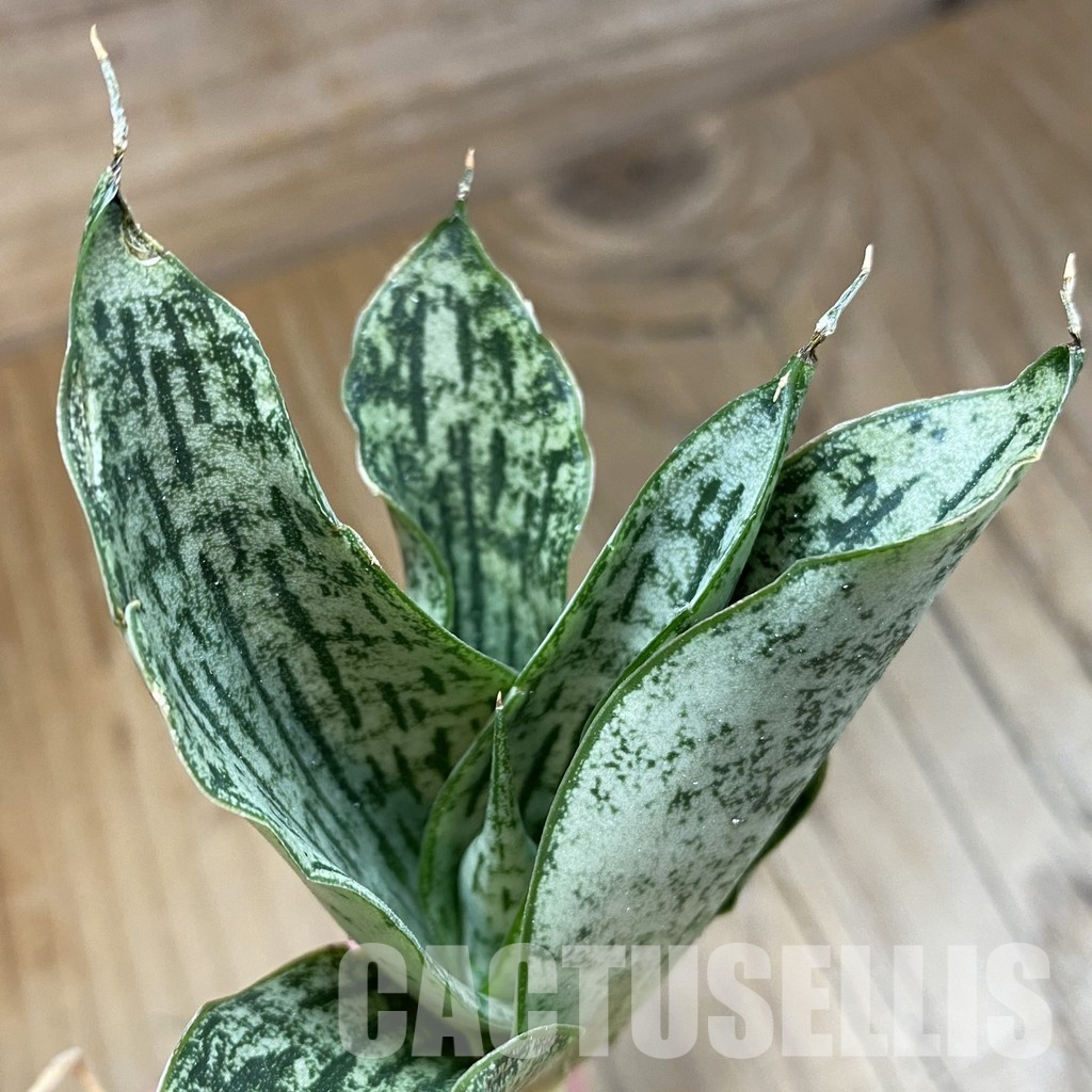 SH34700 Sansevieria ‘Isabella'