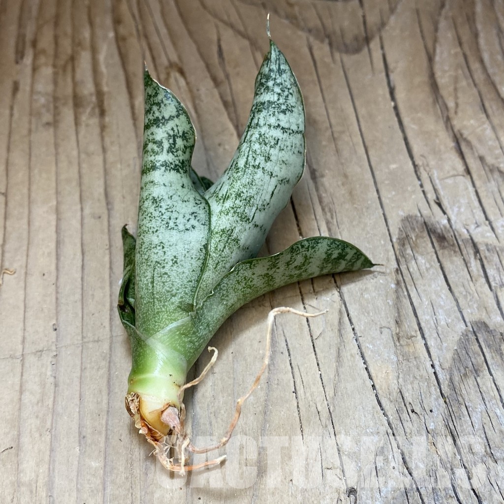 SH34700 Sansevieria ‘Isabella' - Image 2
