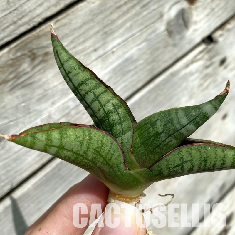 SH34655 Sansevieria ‘Diablo’