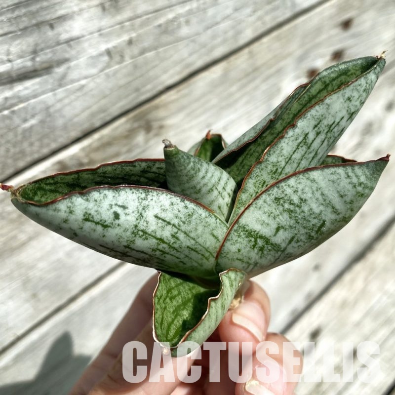 SH34656 Sansevieria 'Great Wall'