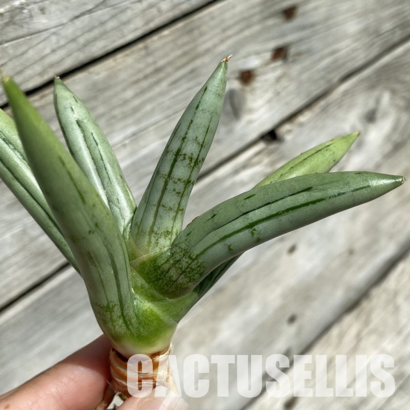 SH34657 Sansevieria ‘Ice man’