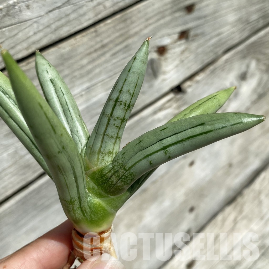 SH34657 Sansevieria ‘Ice man’
