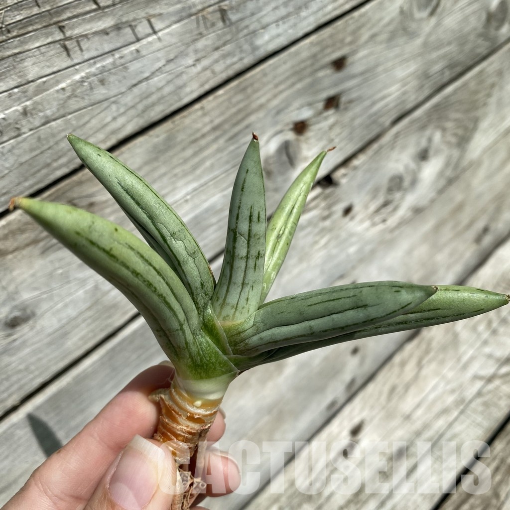 SH34657 Sansevieria ‘Ice man’ - Image 2