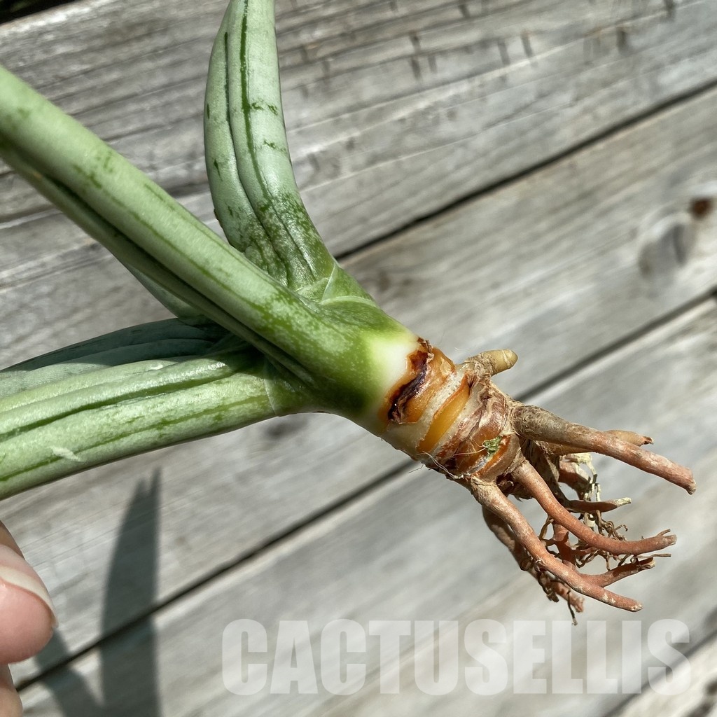 SH34657 Sansevieria ‘Ice man’ - Image 3