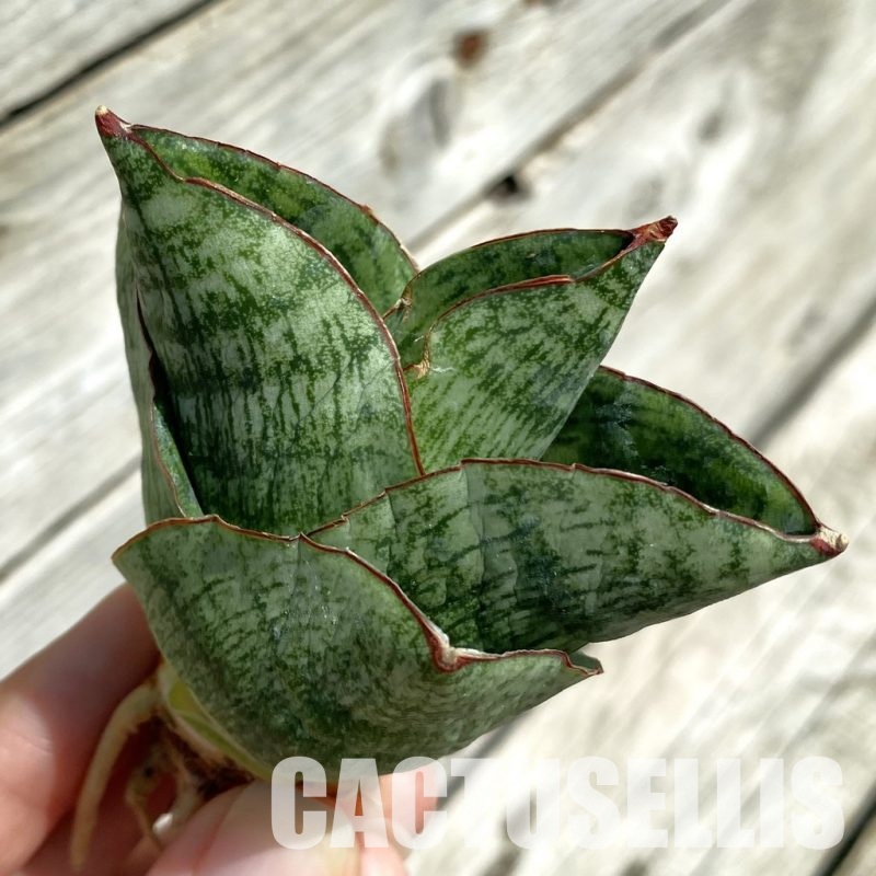 SH34658 Sansevieria ‘Andromeda’